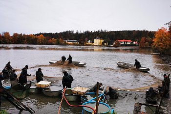 Městské rybářství